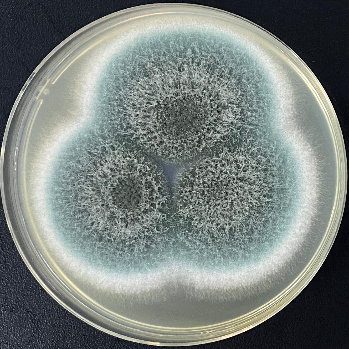 Aspergillus fumigatus-BNCC
