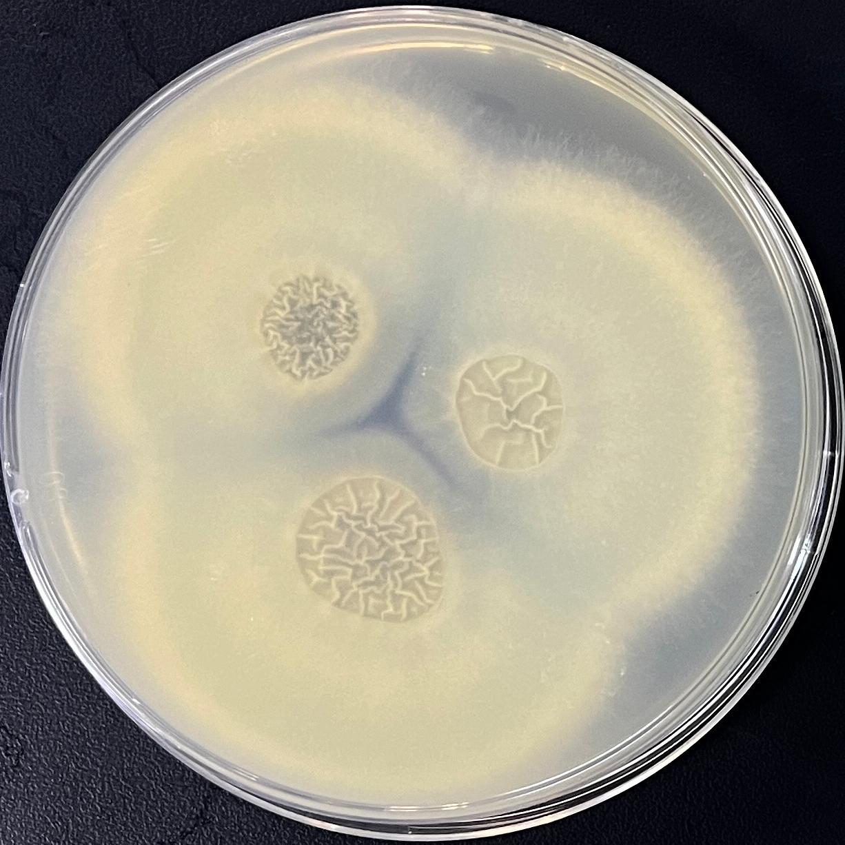 Aspergillus fumigatus-BNCC