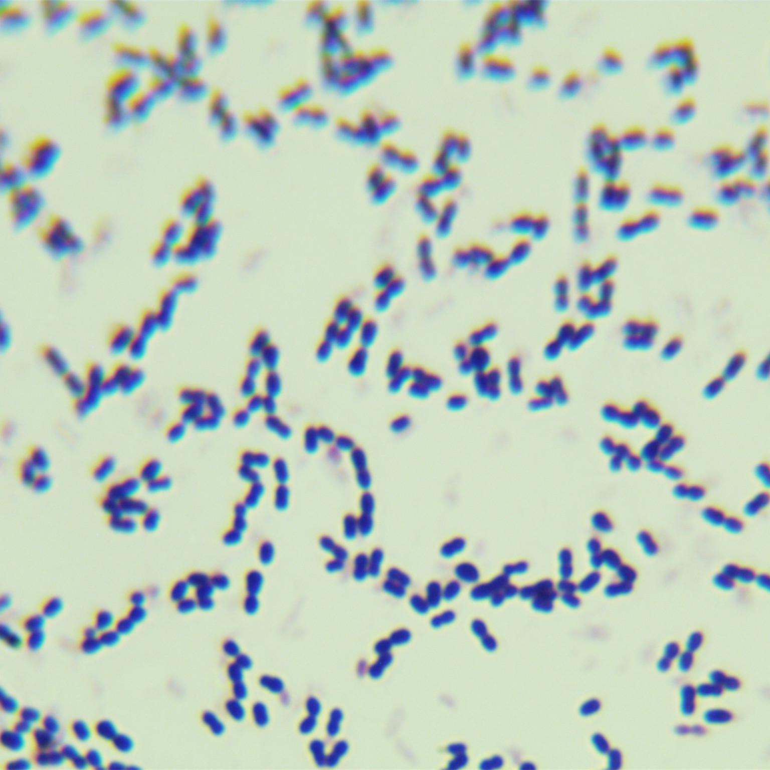 Streptococcus pneumoniae-BNCC