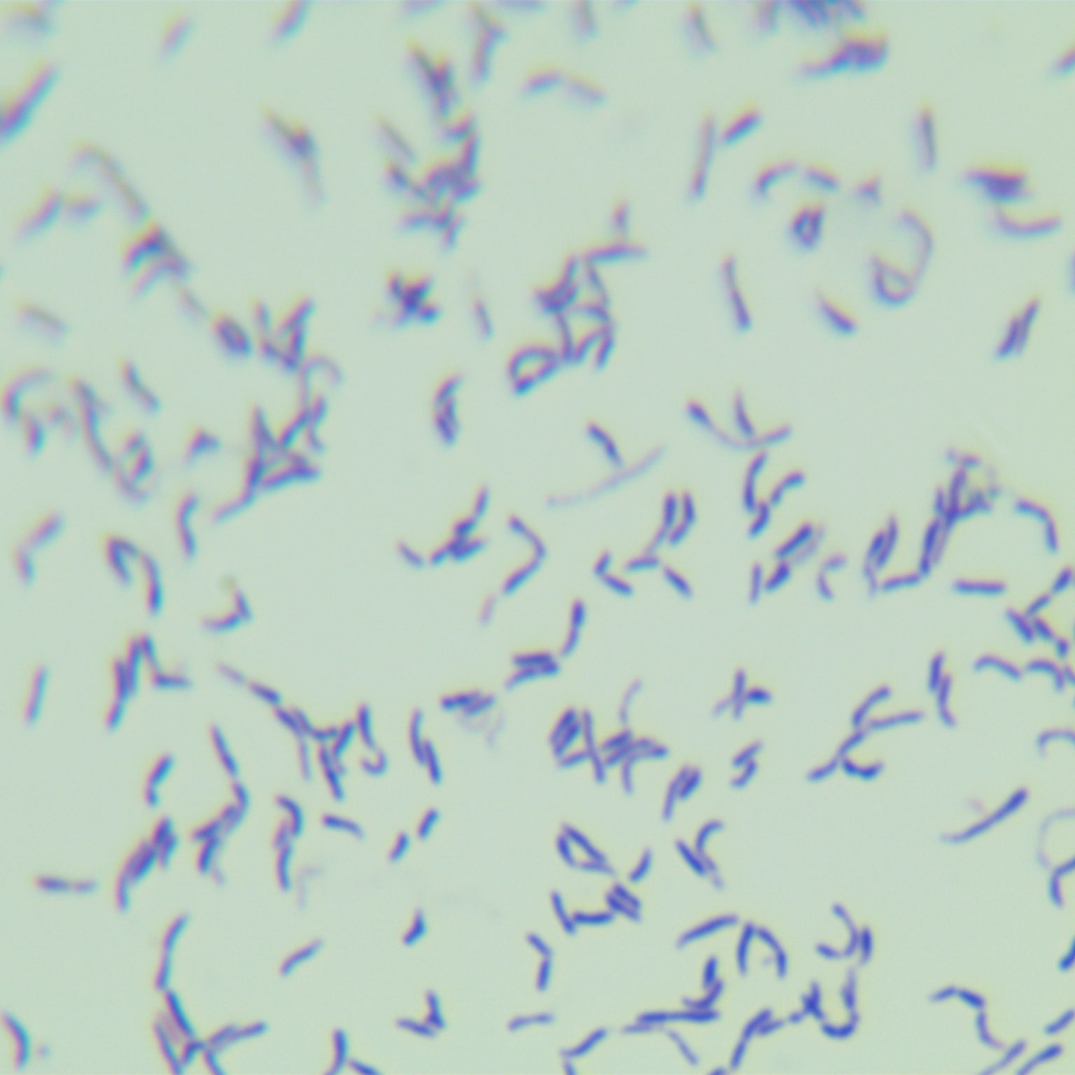 Actinomyces gonorrhoeae-BNCC