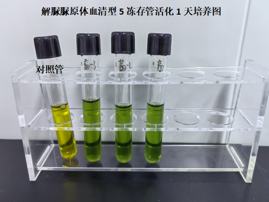 Ureaplasma urealyticum serotype 5 nucleic acid reference substance (Heat-inactivated) (strongly positive)-BNCC