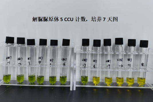 Ureaplasma urealyticum serotype 5 nucleic acid reference substance (Heat-inactivated) (strongly positive)-BNCC