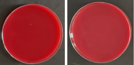 Ureaplasma urealyticum serovar 4 reference sample (Heat-inactivated) (strongly positive)-BNCC