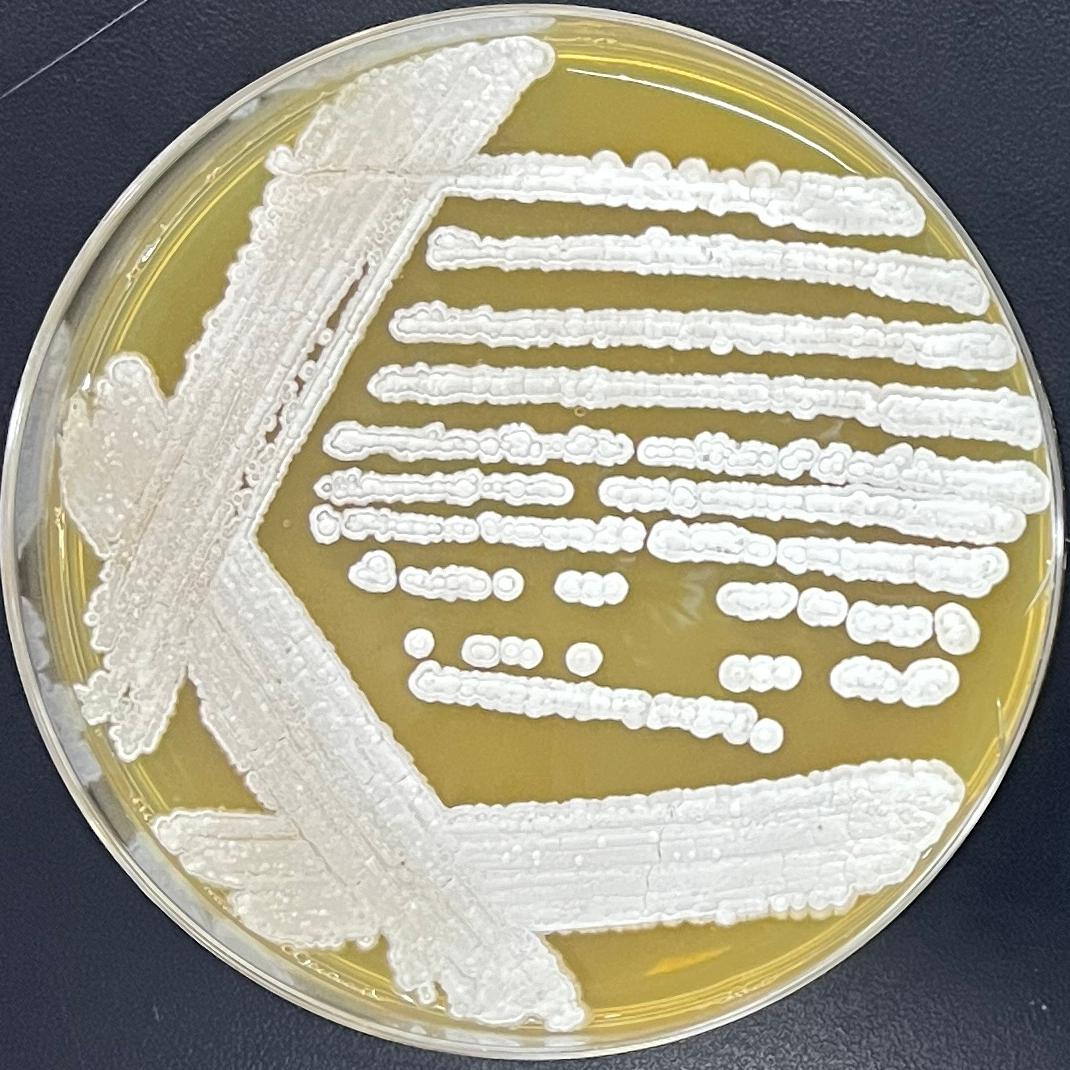 Streptomyces purpureus-BNCC