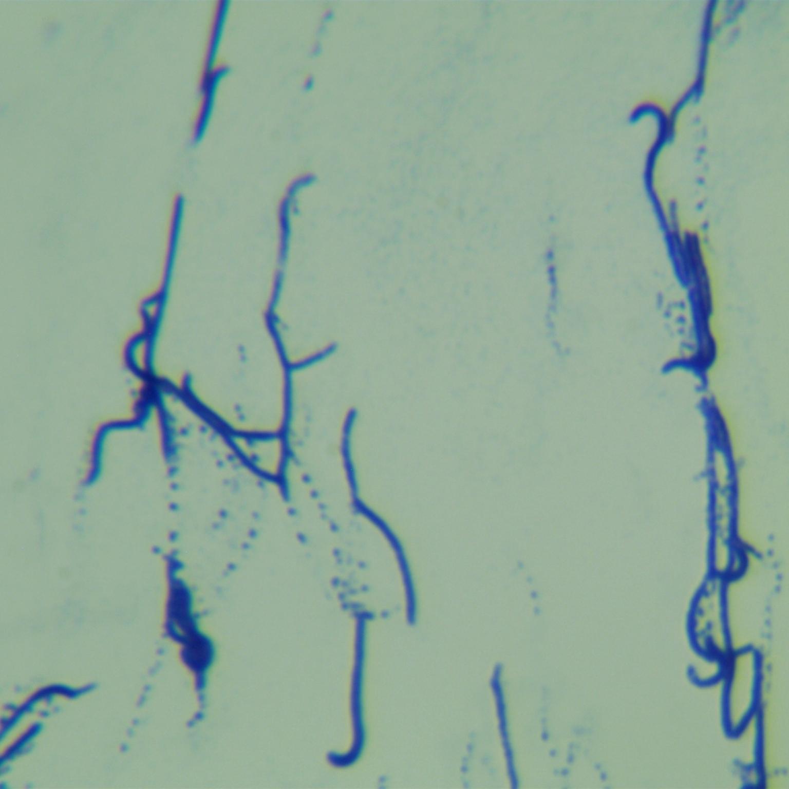 Streptomyces purpureus-BNCC