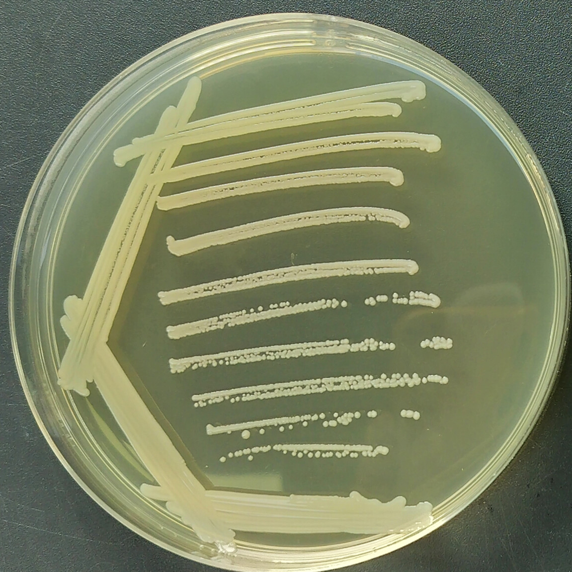 Staphylococcus aureus subsp. aureus-BNCC