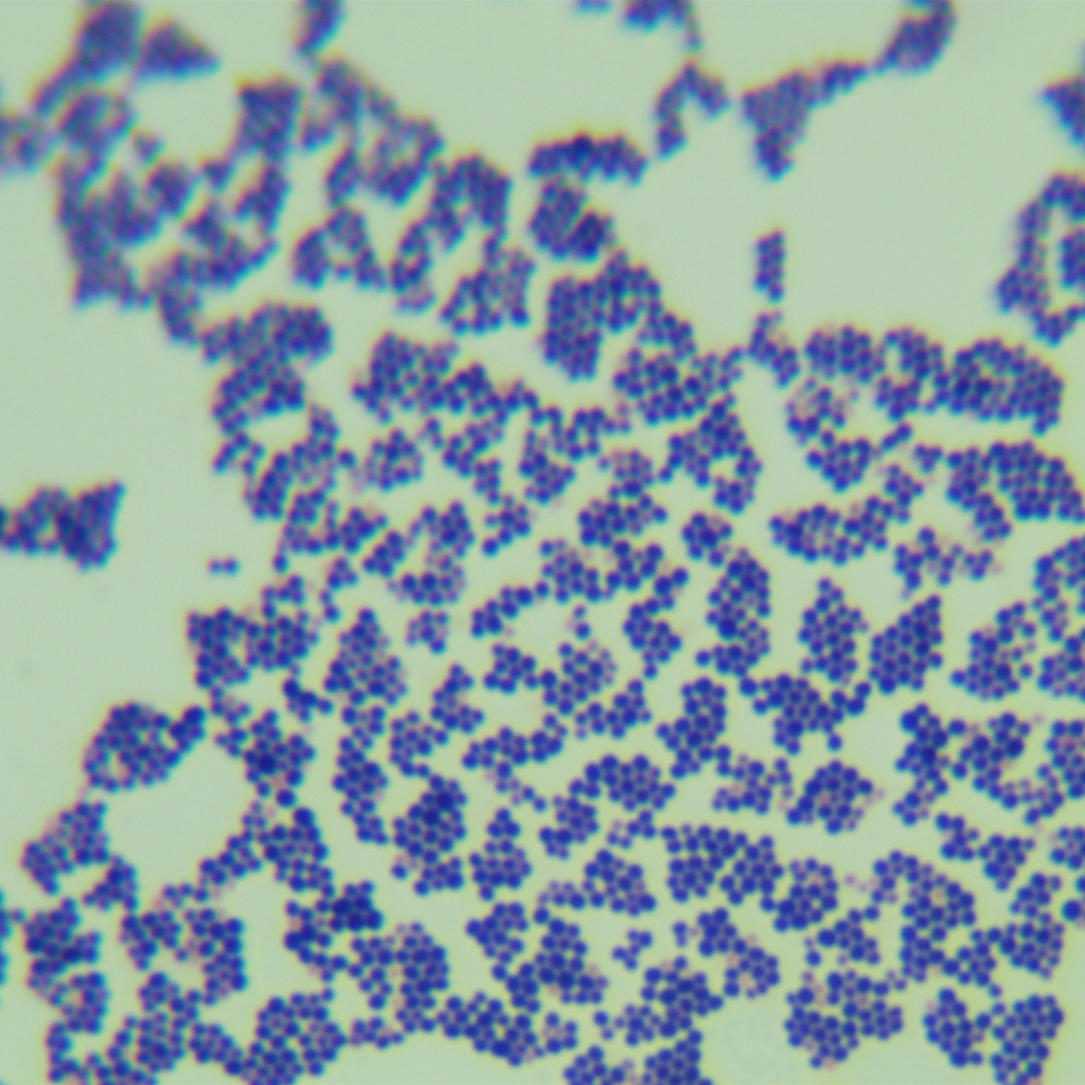 Staphylococcus aureus subsp. aureus-BNCC