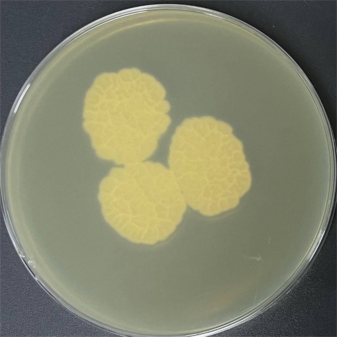 Short stalked broom fungi-BNCC