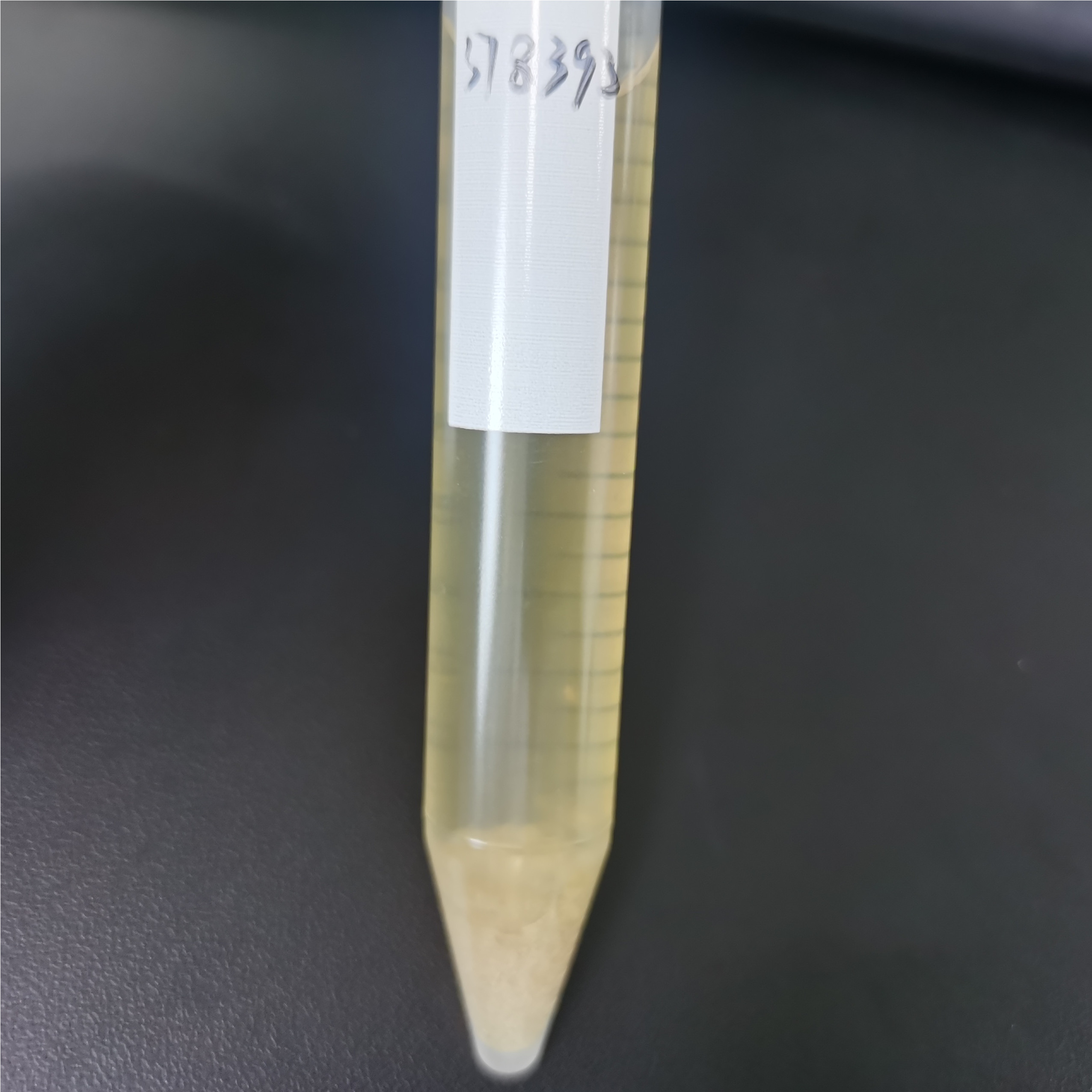 Streptomyces coelicolor-BNCC
