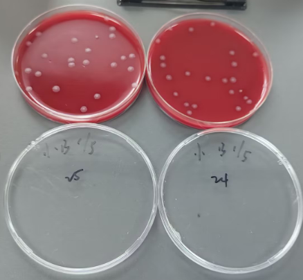 Quality control sample of Clostridium perfringens in drinking aquatic products (filter membrane method)-BNCC