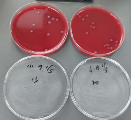 Quality control sample of Clostridium perfringens in drinking aquatic products (filter membrane method)-BNCC