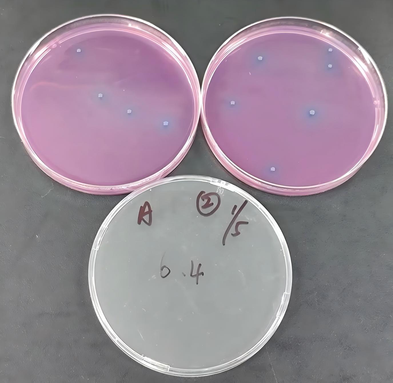 Quality control sample of Escherichia coli in drinking water (filter membrane method)-BNCC