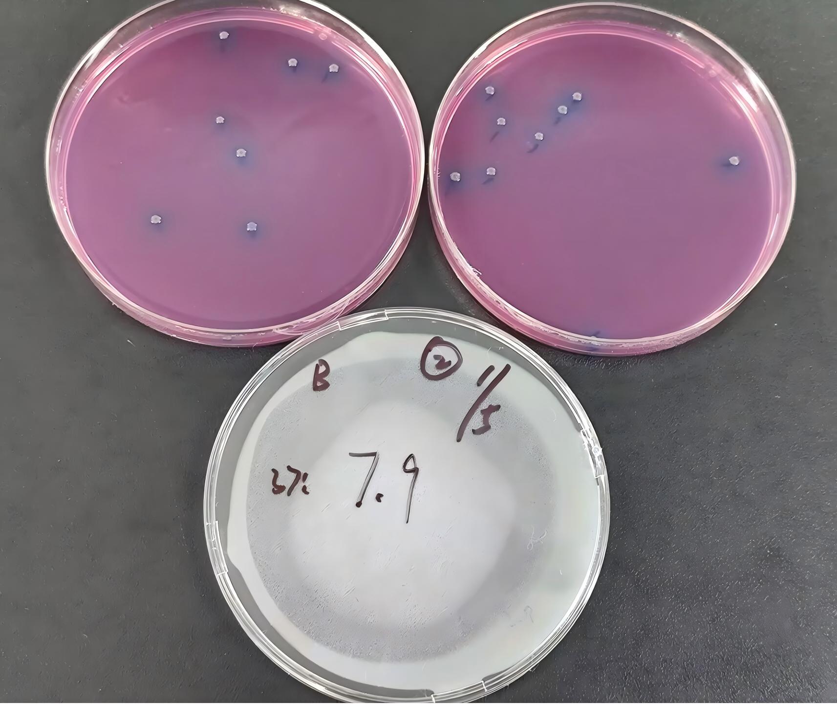 Quality control sample of Escherichia coli in drinking water (filter membrane method)-BNCC
