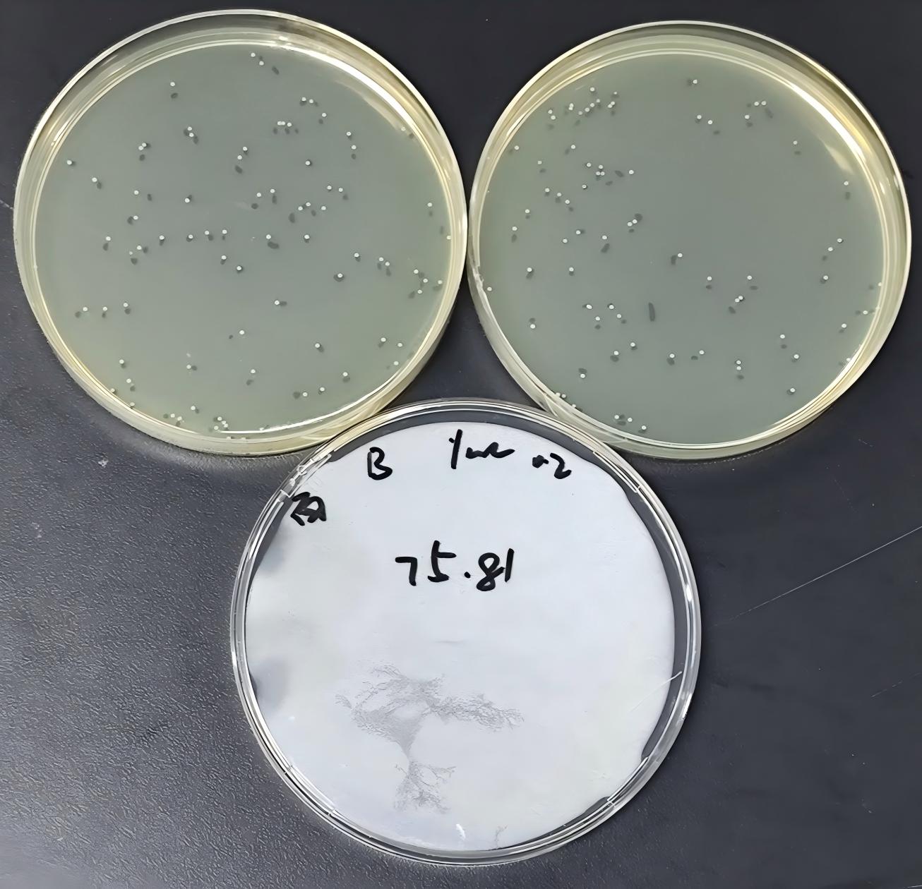 Quality control samples of Enterococcus in drinking water (filter membrane method)-BNCC
