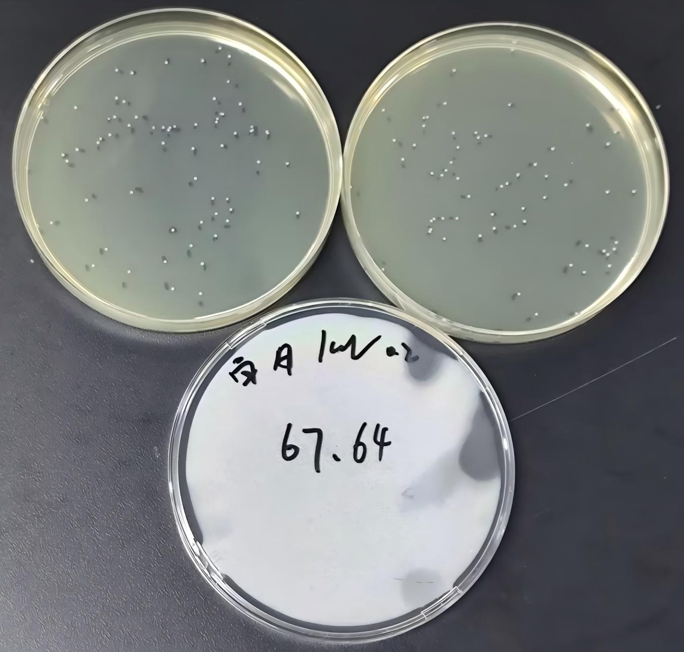 Quality control samples of Enterococcus in drinking water (filter membrane method)-BNCC