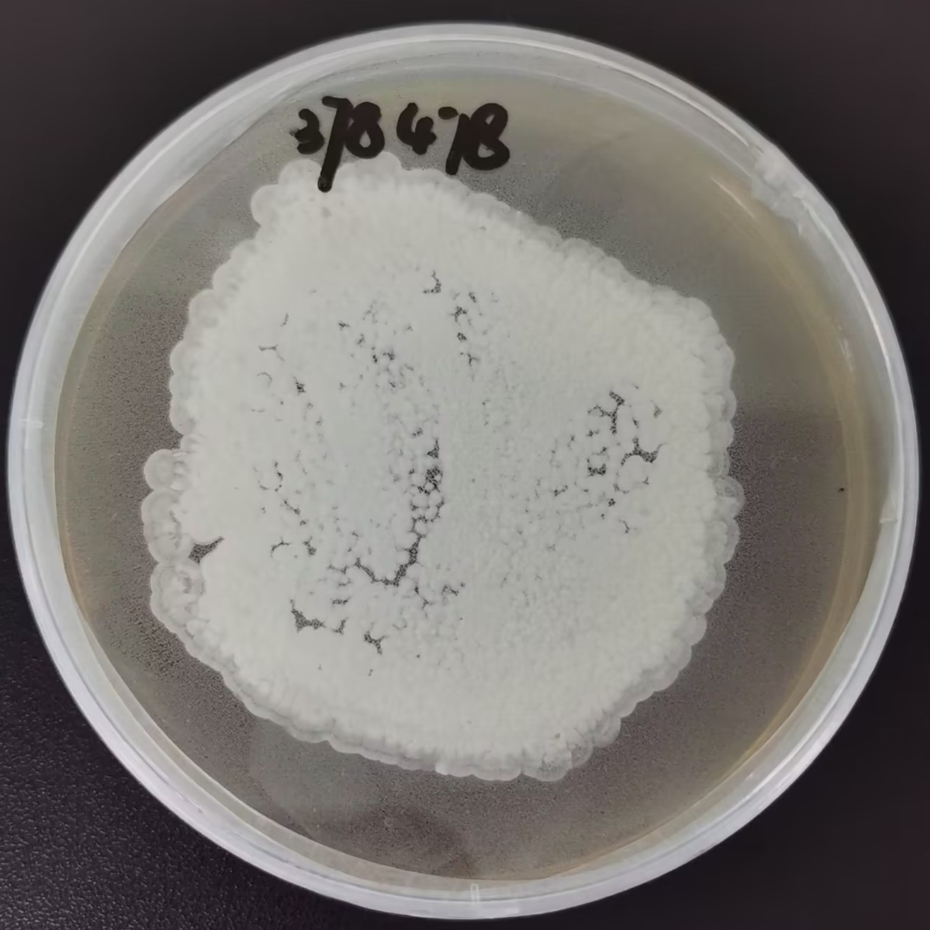 Streptomyces spinneretics-BNCC