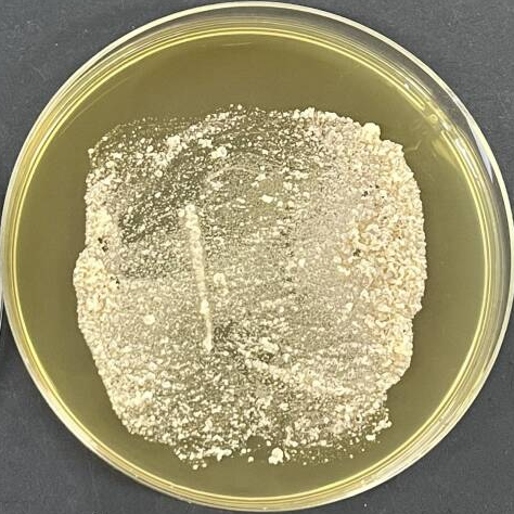 Algal plant actinomycetes-BNCC