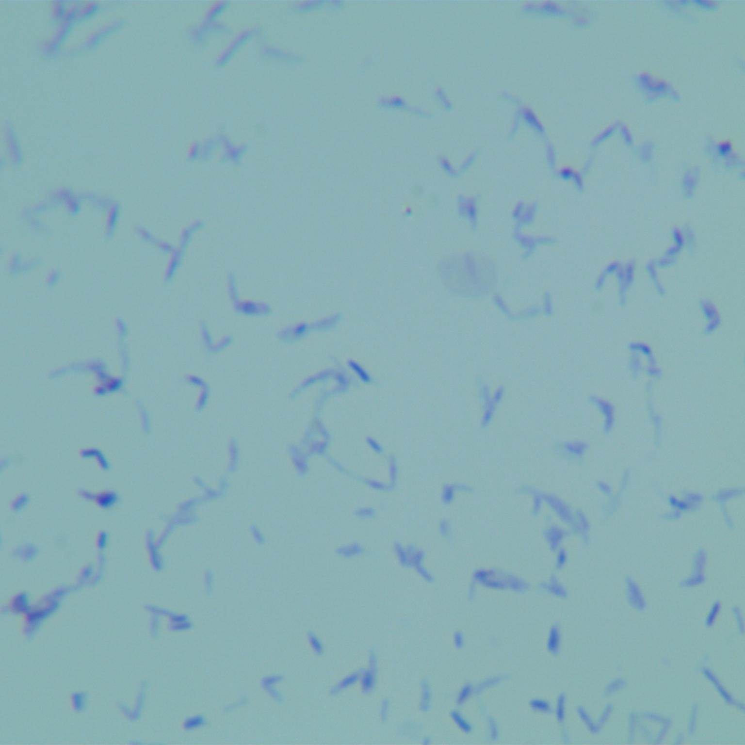 Mycobacterium genus-BNCC