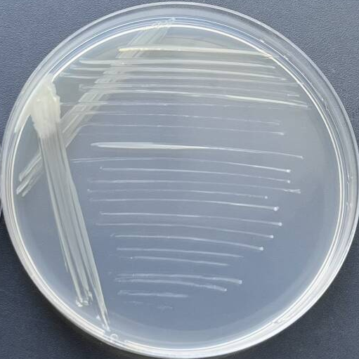 Intracellular mycobacteria-BNCC