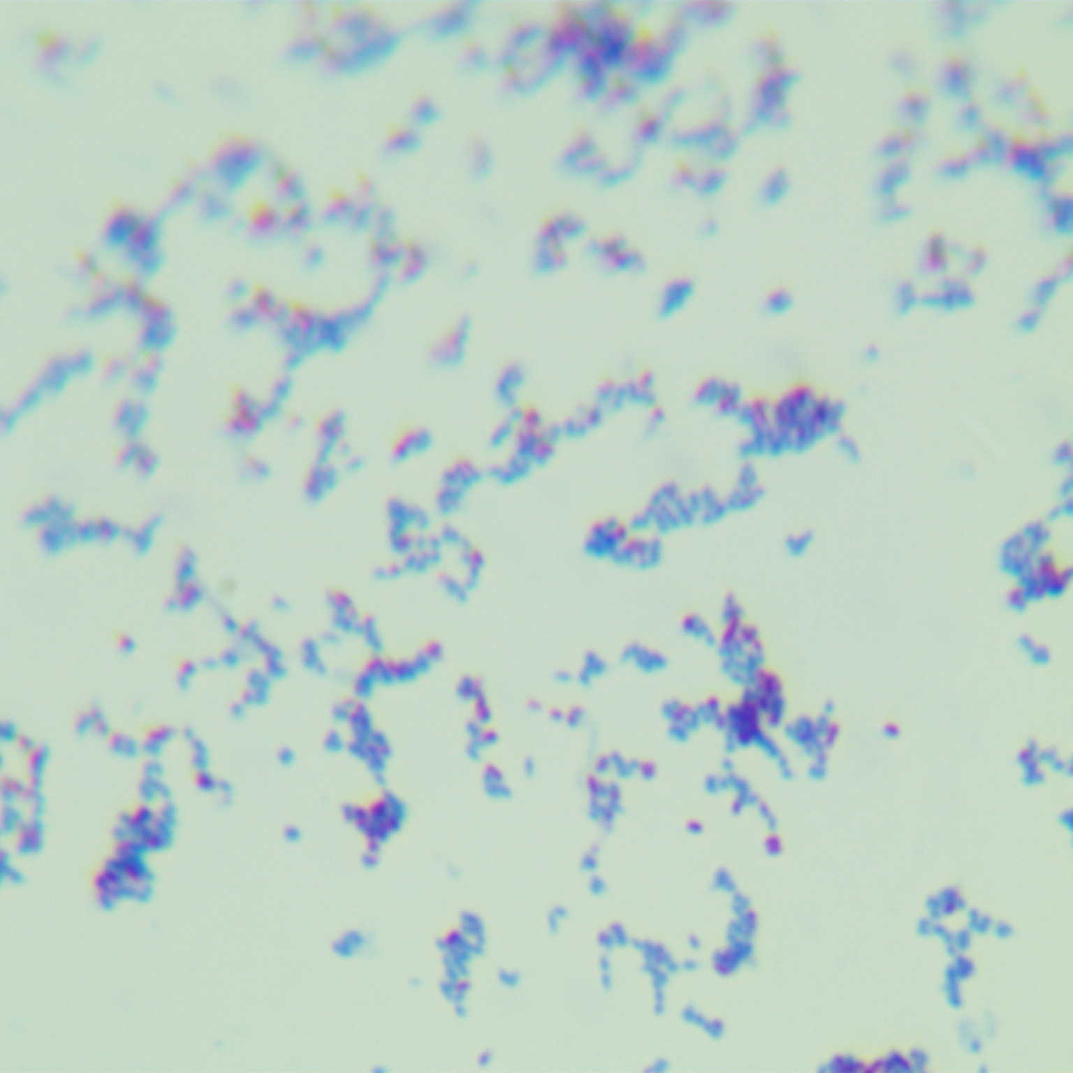 Intracellular mycobacteria-BNCC