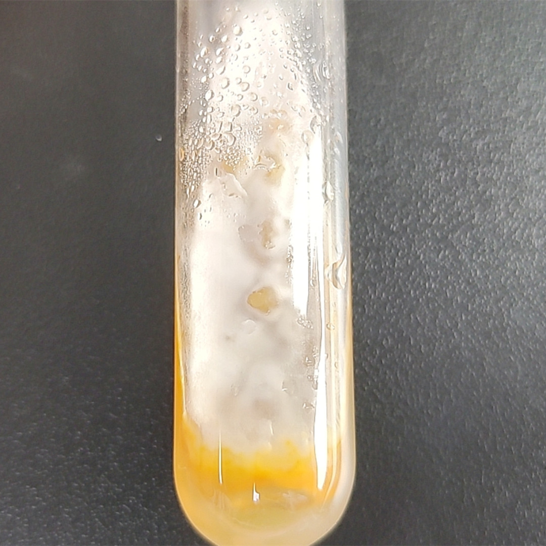 Simplicillium lanosoniveum-BNCC