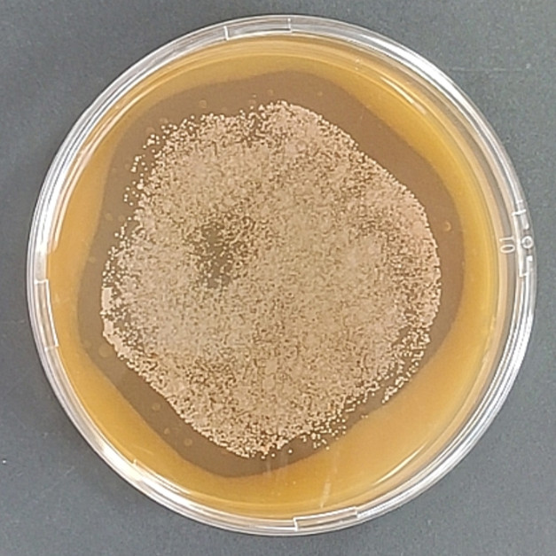Pseudomonas aeruginosa-BNCC