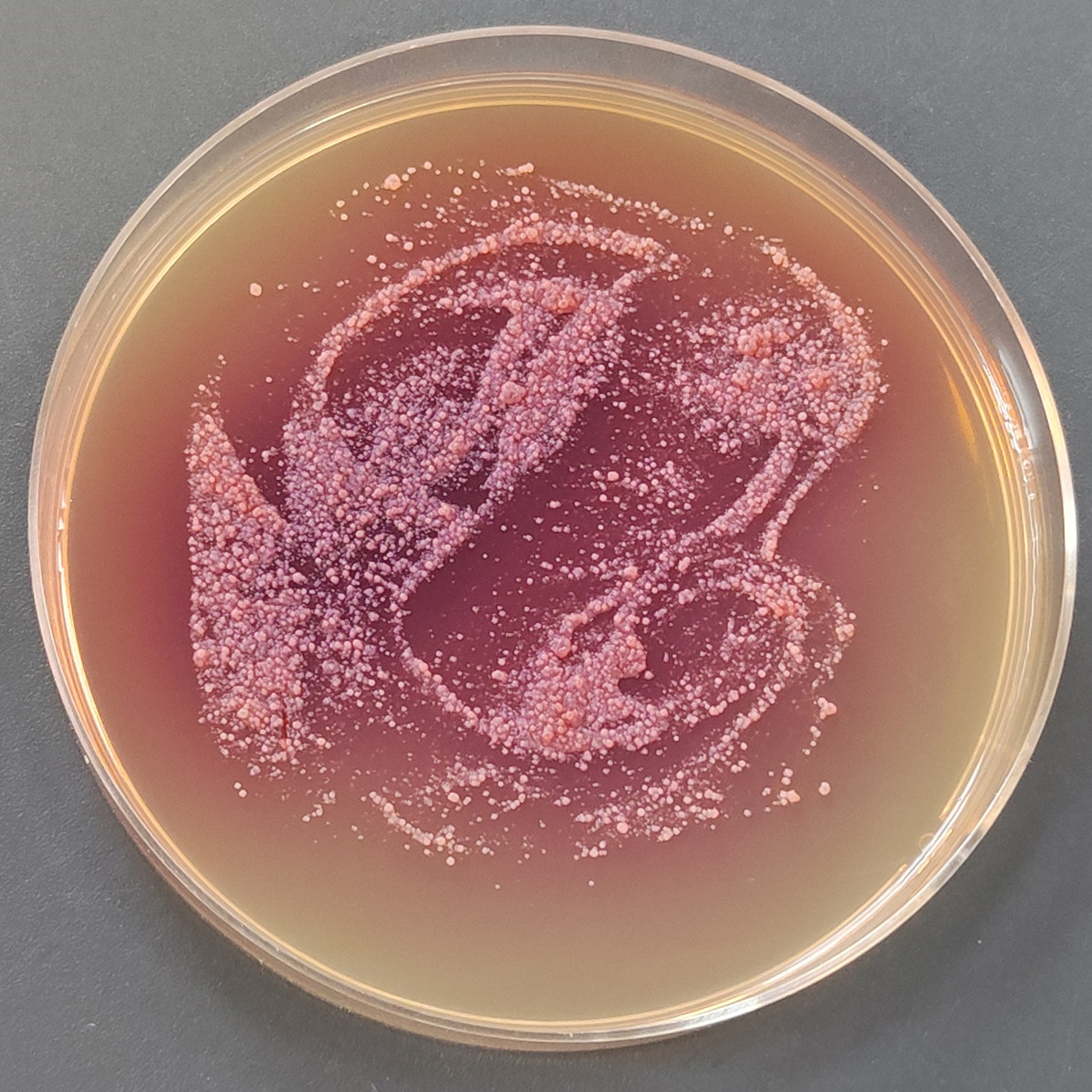 Actinobacteria genus-BNCC