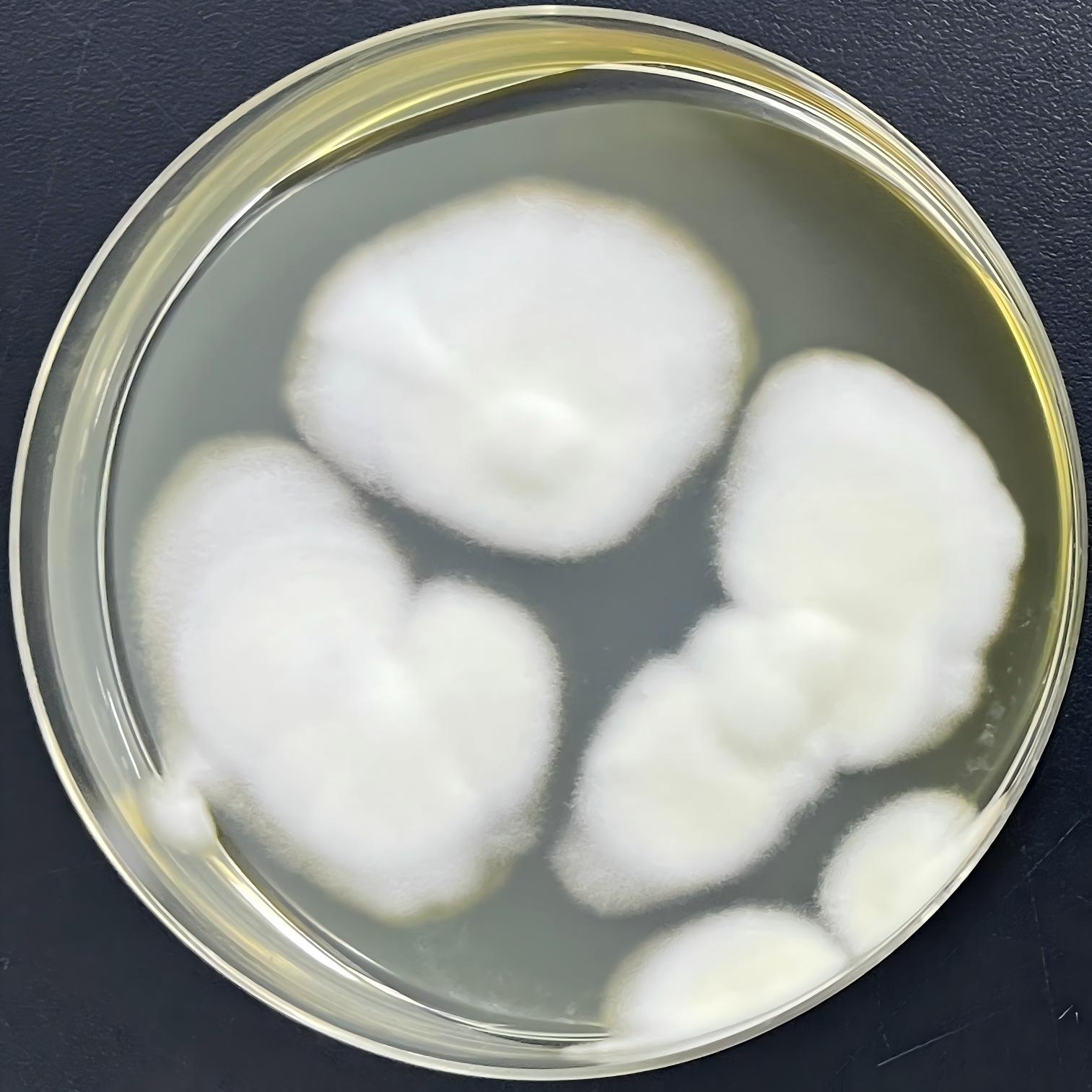 Thermophilic calcium spore fungus-BNCC