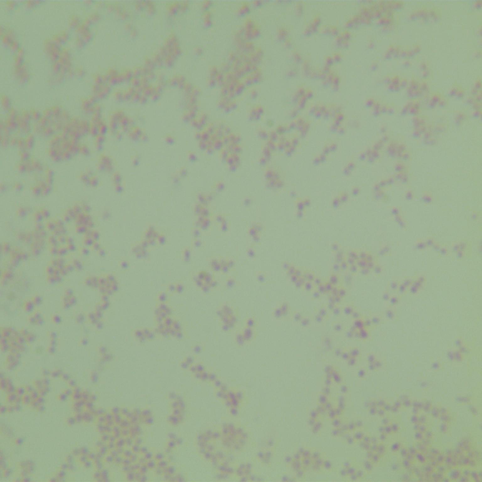 Hofstede's-BNCC