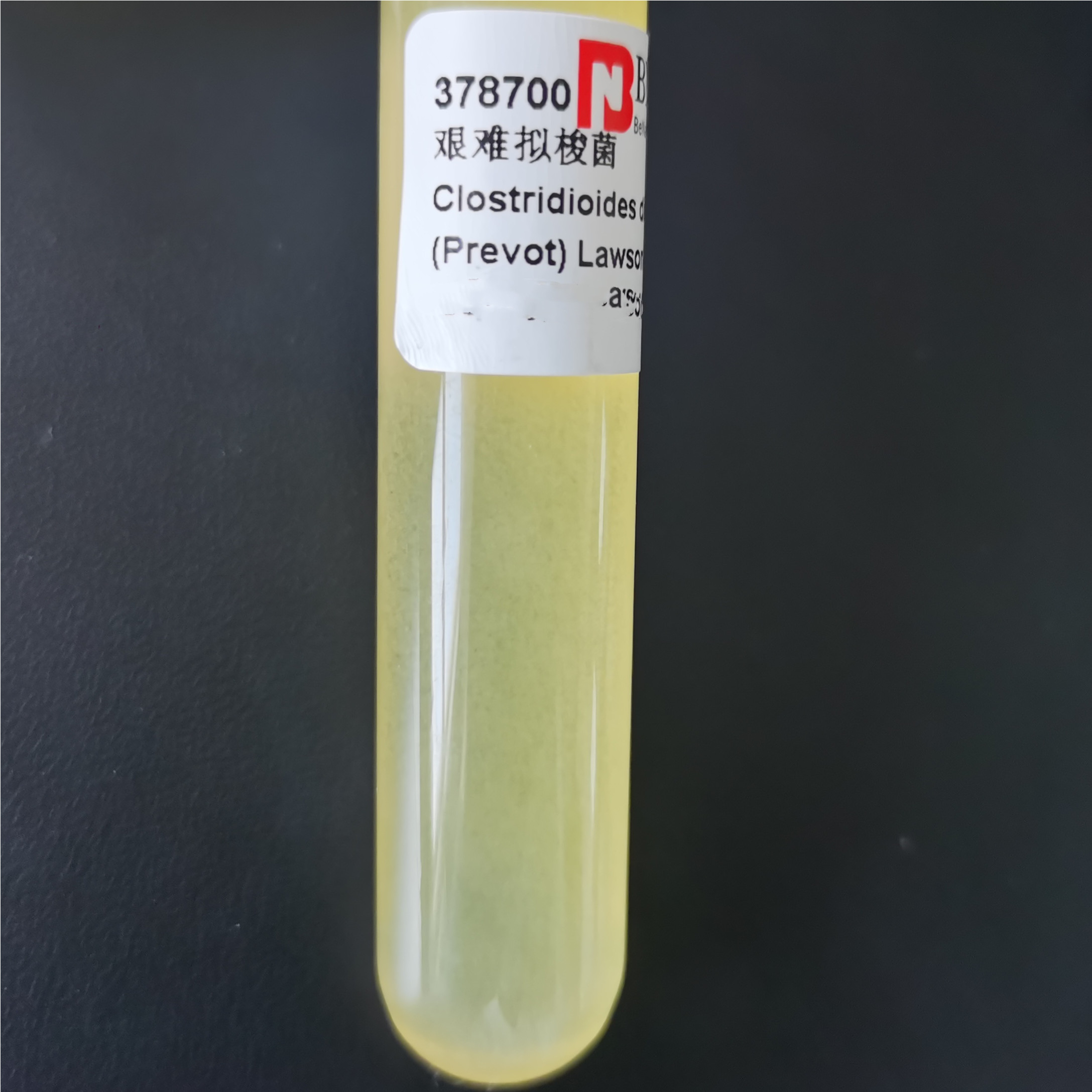 Difficult Clostridium difficile-BNCC