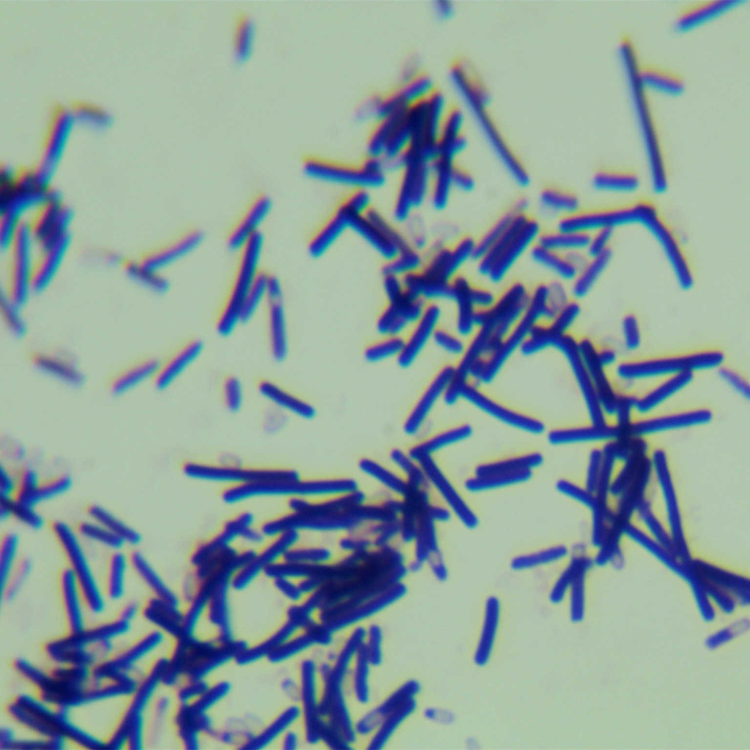 Difficult Clostridium difficile-BNCC