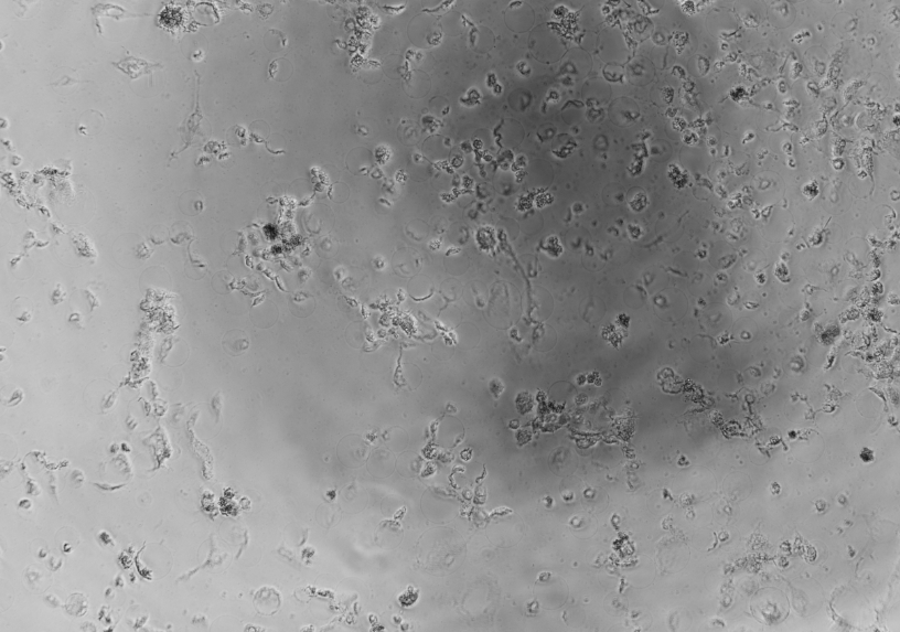 Simian rotavirus-BNCC