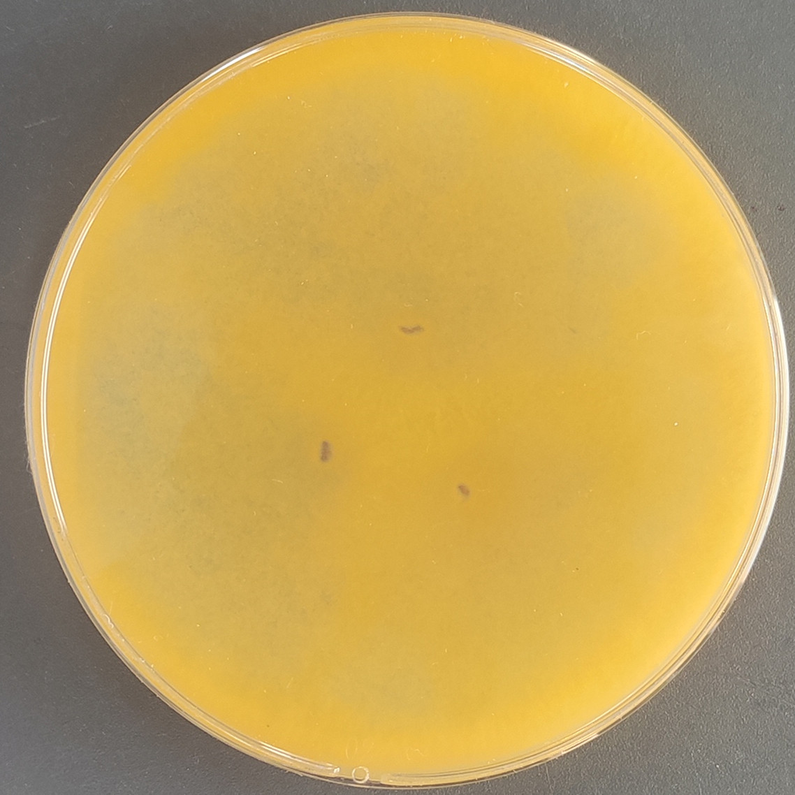 Aspergillus oryzae-BNCC