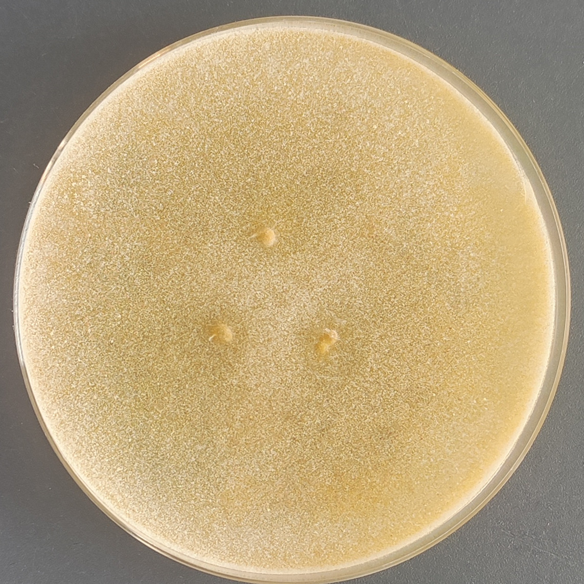 Aspergillus oryzae-BNCC
