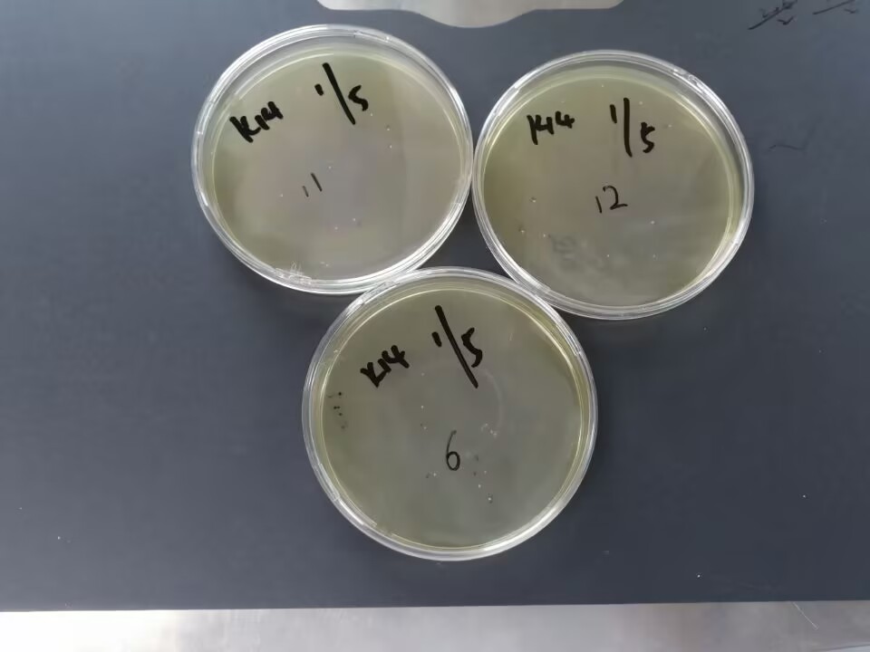 Seawater Enterococcus control sample (filter membrane method)-BNCC