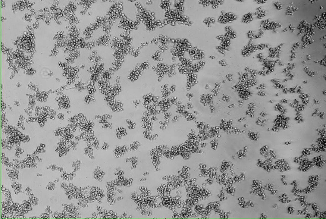 Human Coxsackievirus A21-BNCC