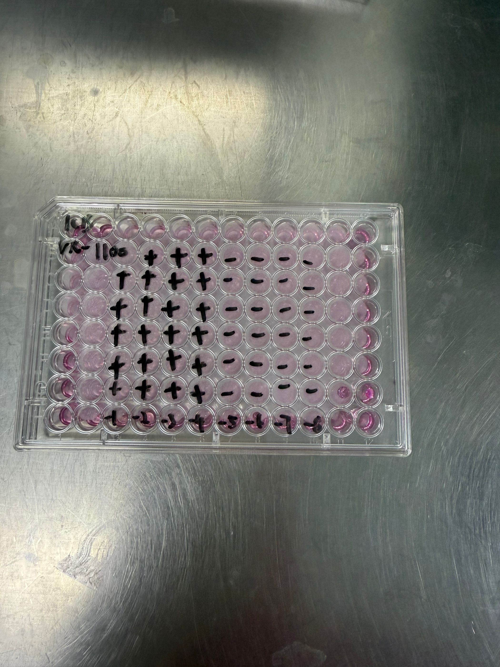 Human Adenovirus 22-BNCC