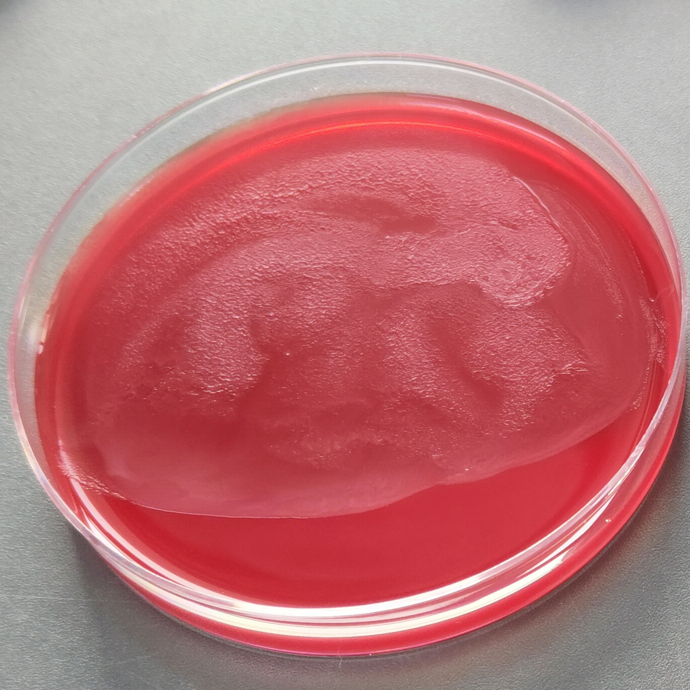 Bacteroides furis-BNCC