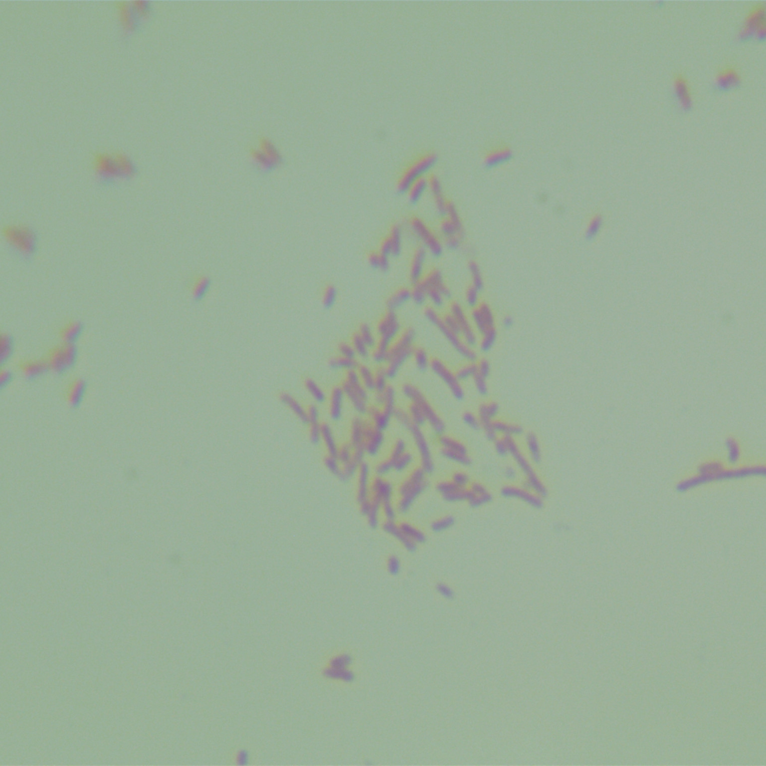 Bacteroides furis-BNCC