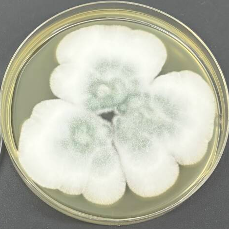 Slow Aspergillus-BNCC