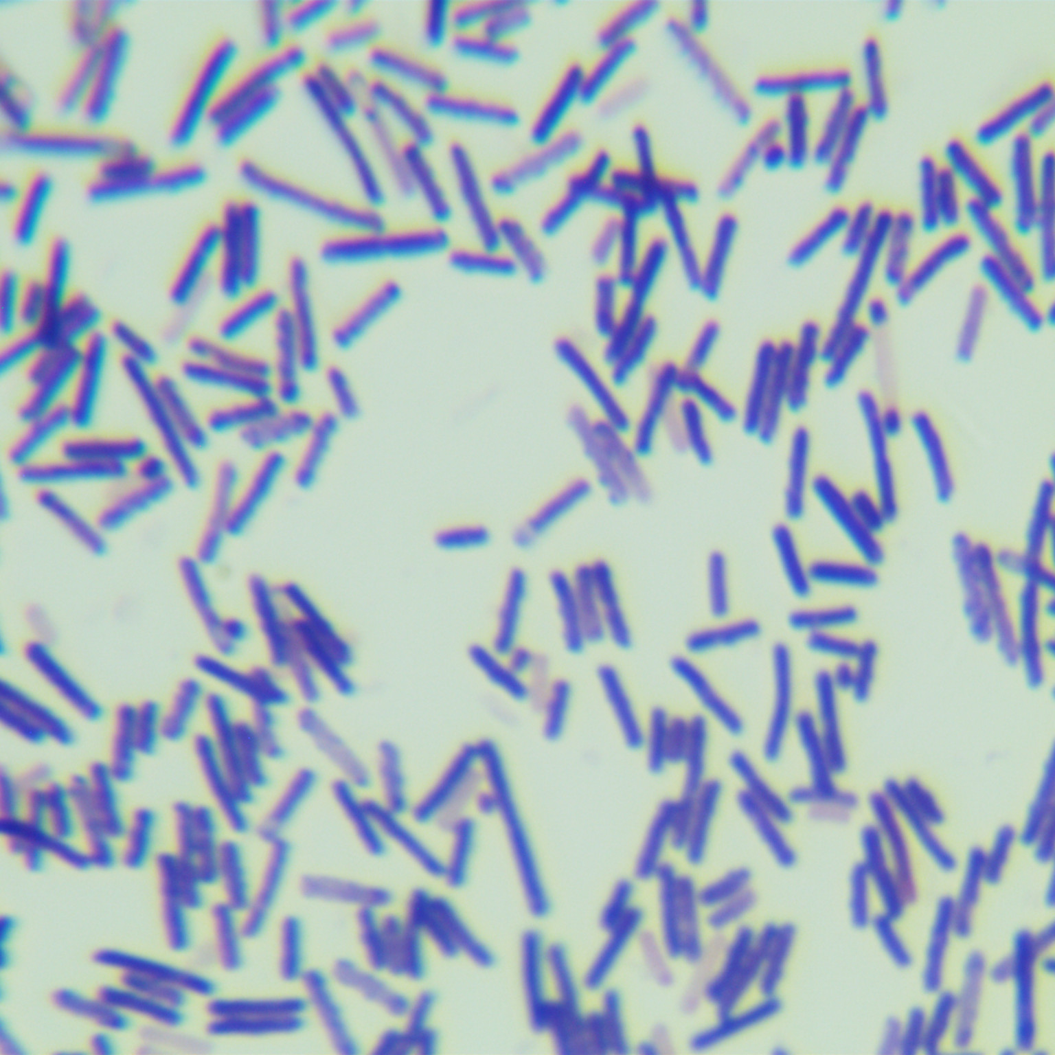 Difficult Clostridium difficile-BNCC
