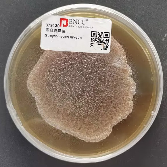 White Streptomyces-BNCC