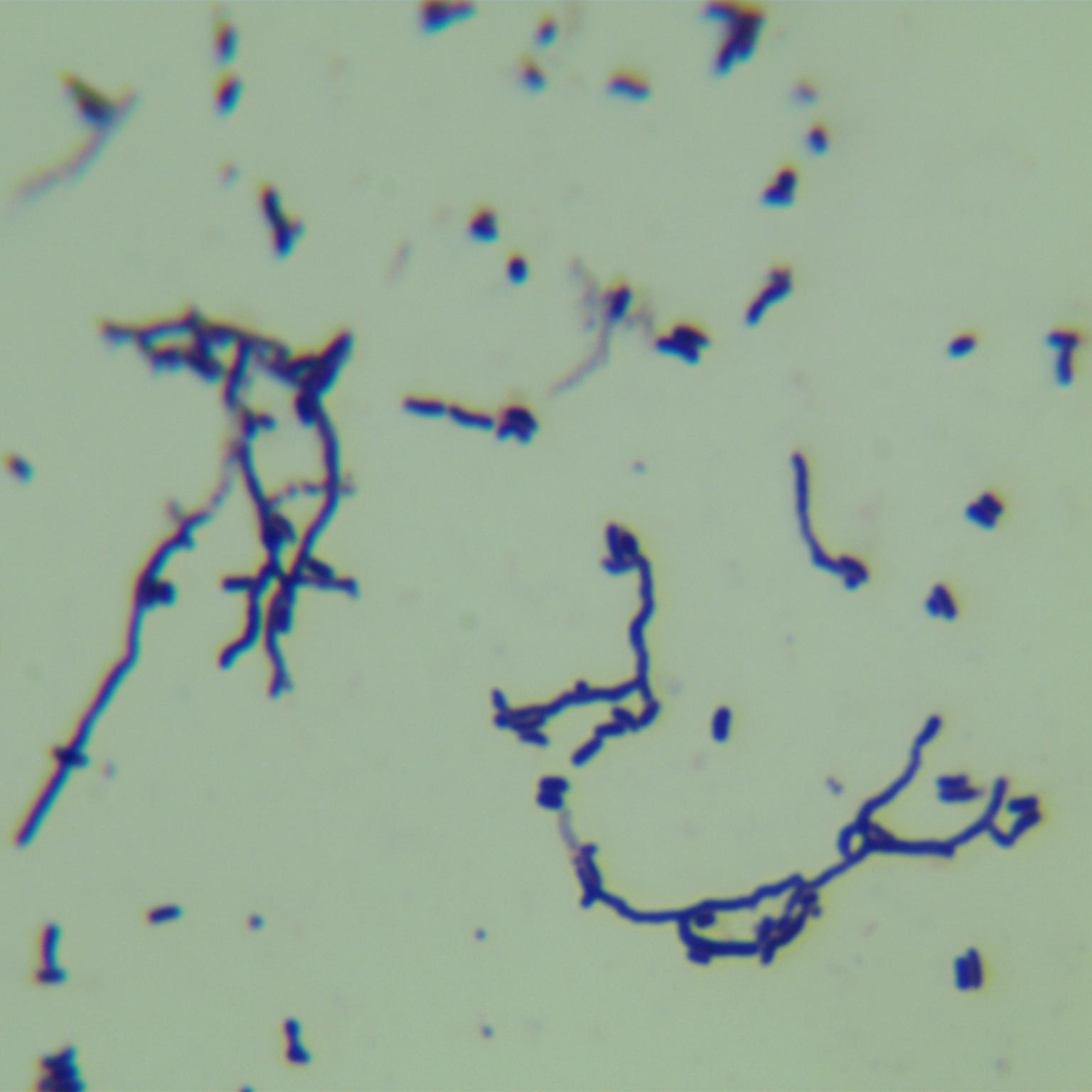 White Streptomyces-BNCC