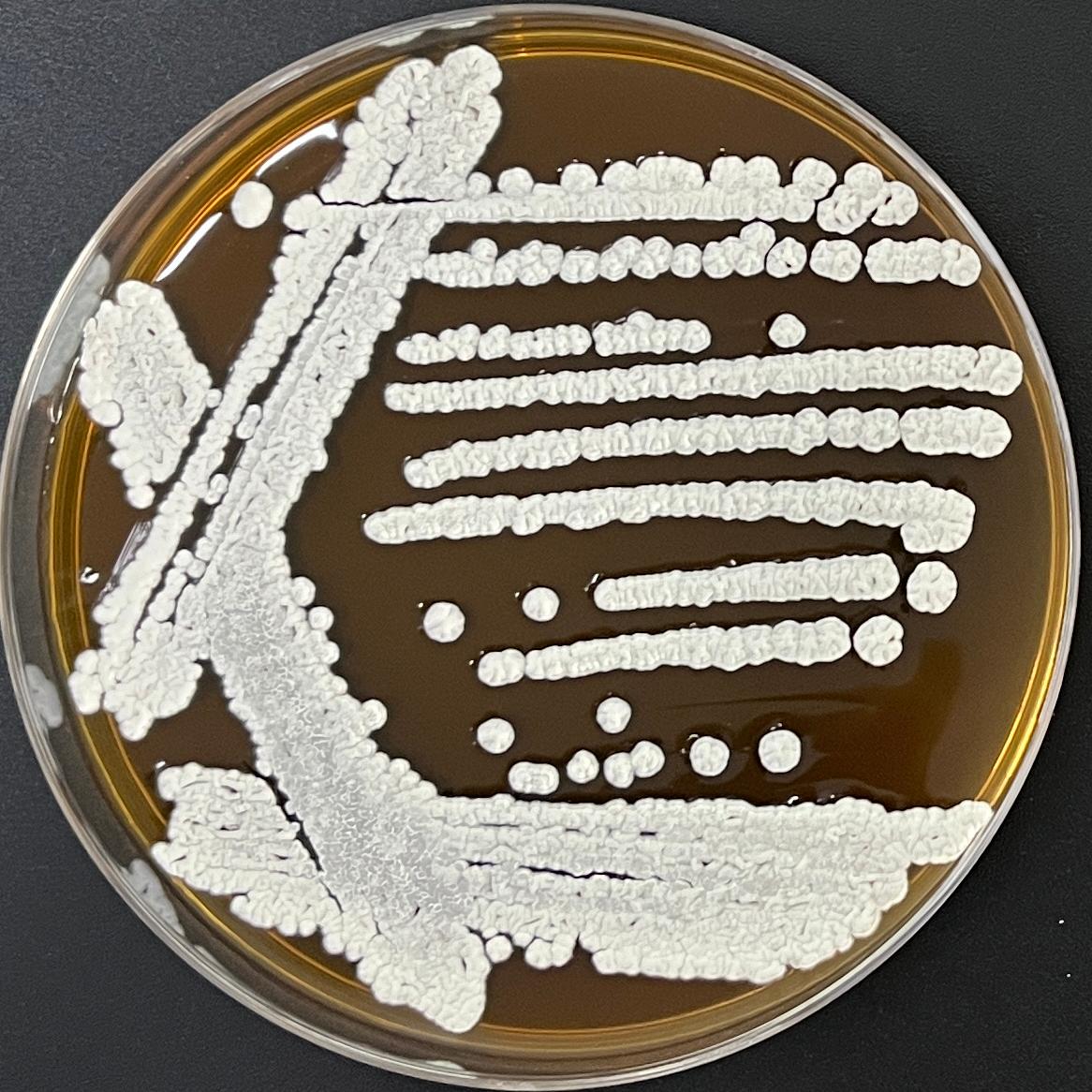 Lavender Grey Streptomyces-BNCC