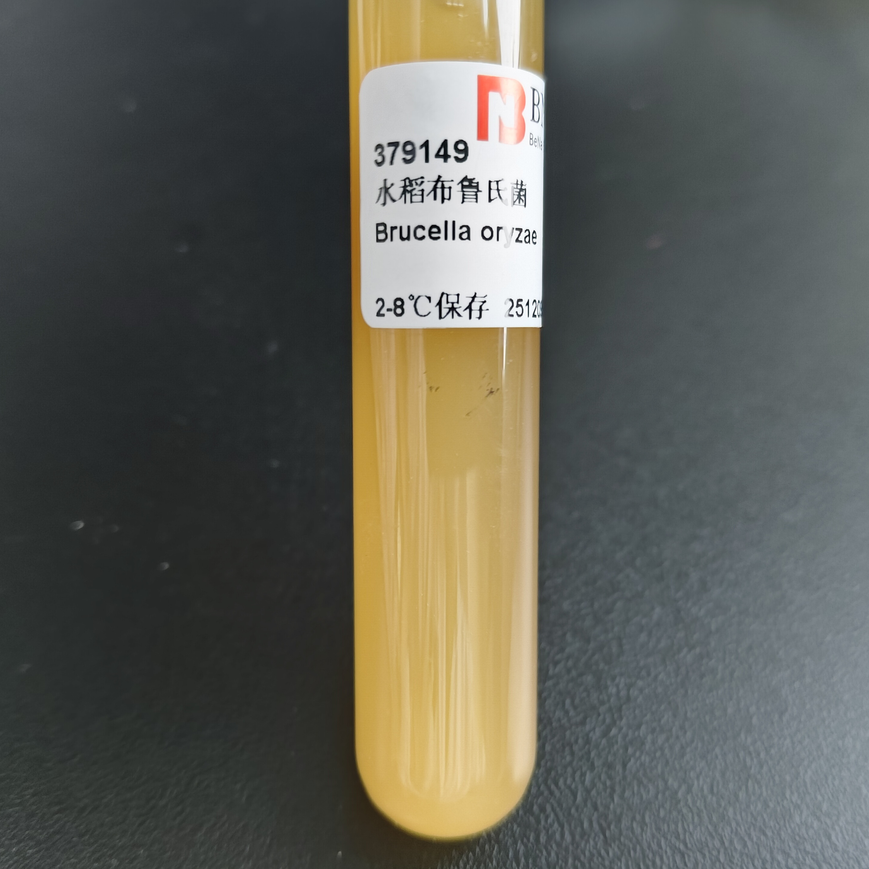 Brucella oryzae-BNCC