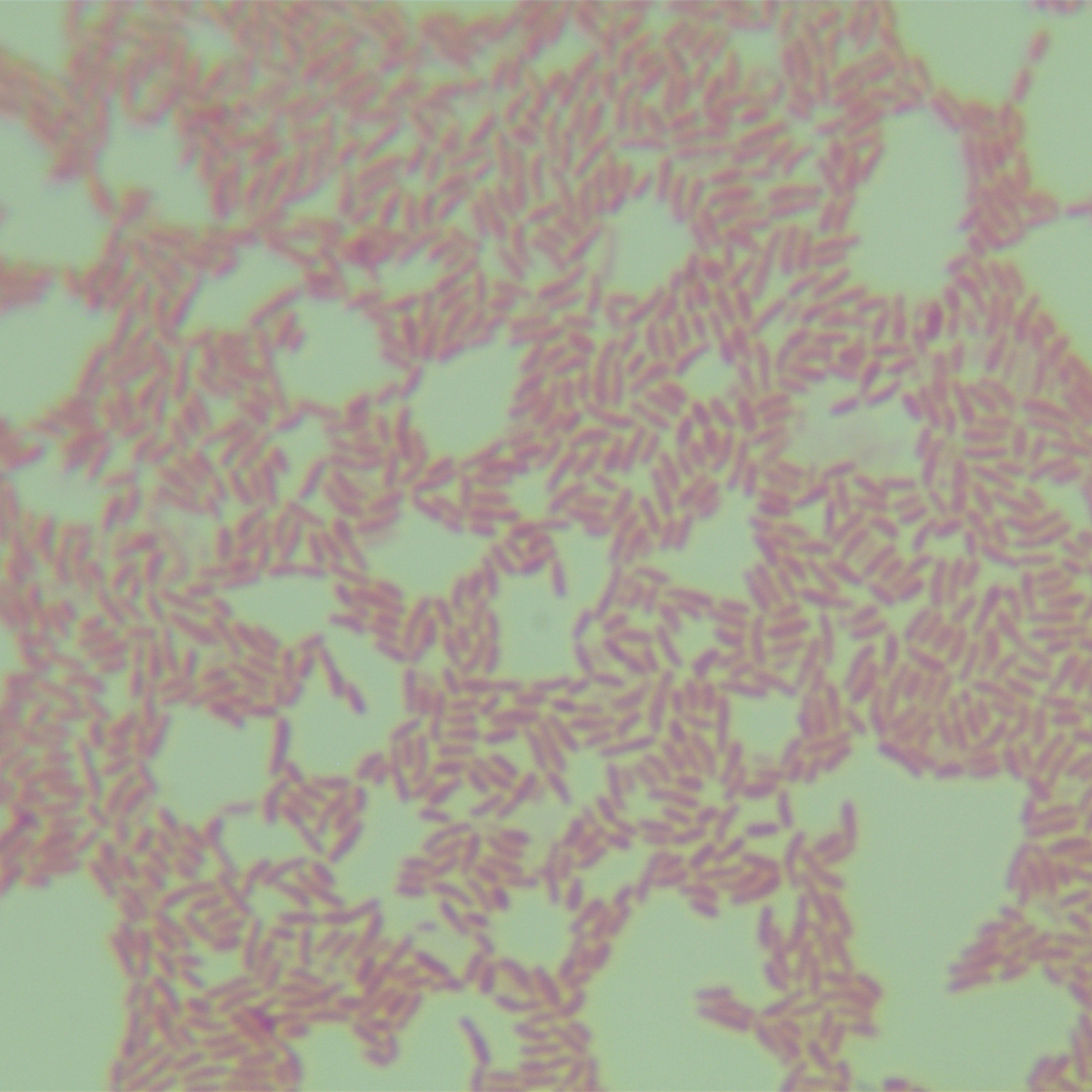 Brucella oryzae-BNCC