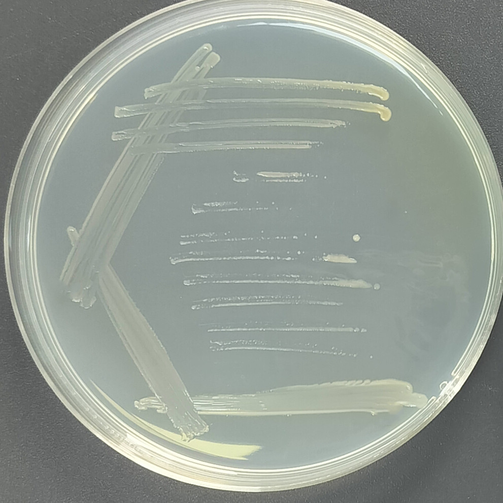 Plankton Lake dwelling Bacteria-BNCC