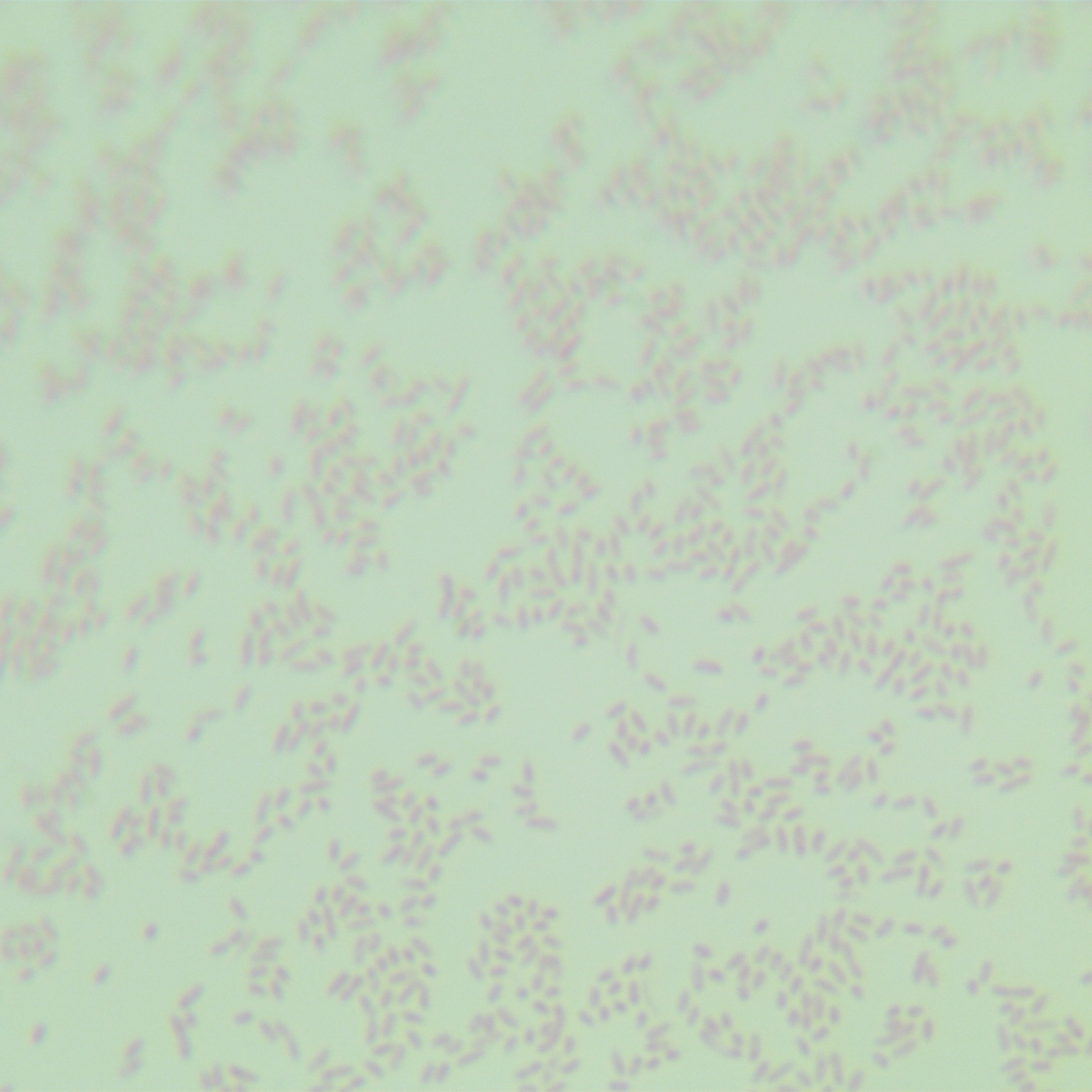 Plankton Lake dwelling Bacteria-BNCC