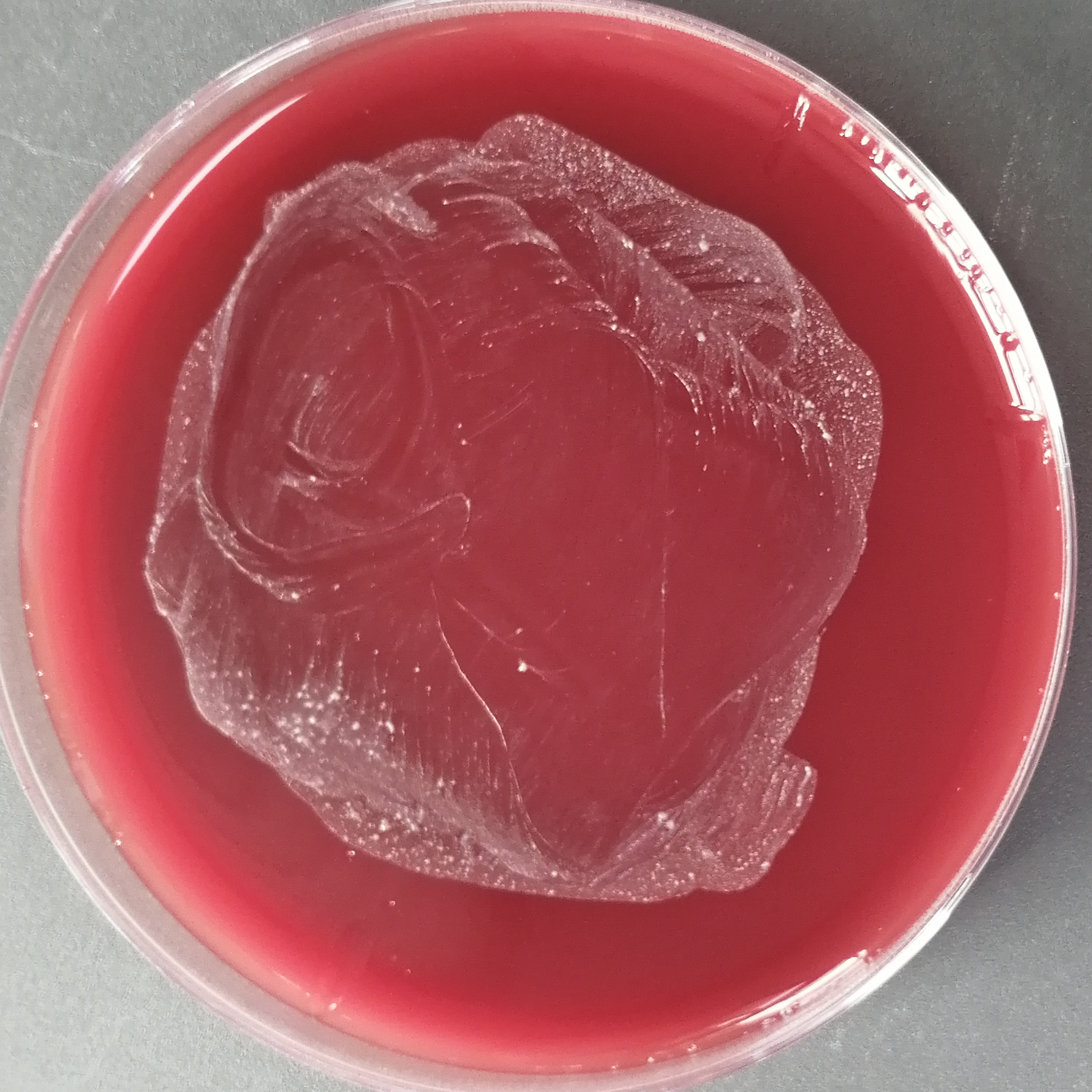 Propionibacterium acidophilus-BNCC