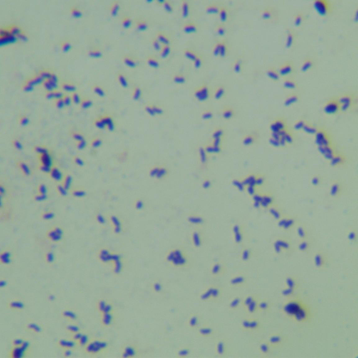Propionibacterium acidophilus-BNCC